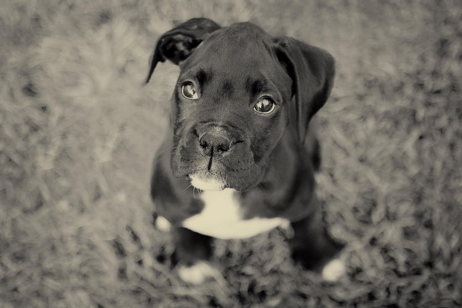 Black And White Photograph - Boxer Puppy by Stephanie McDowell