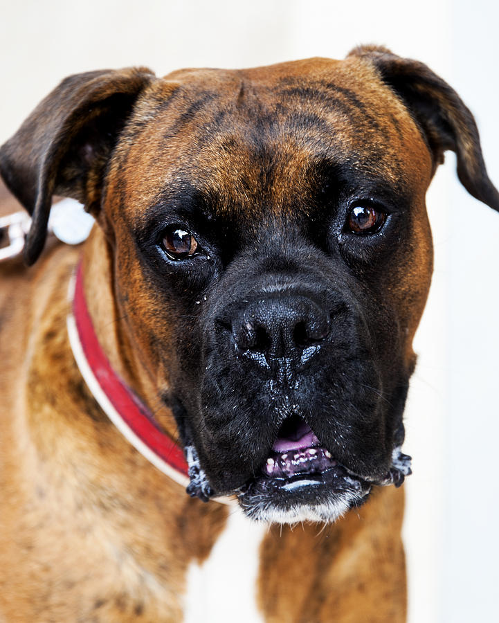 Boxer Photograph by Roni Chastain