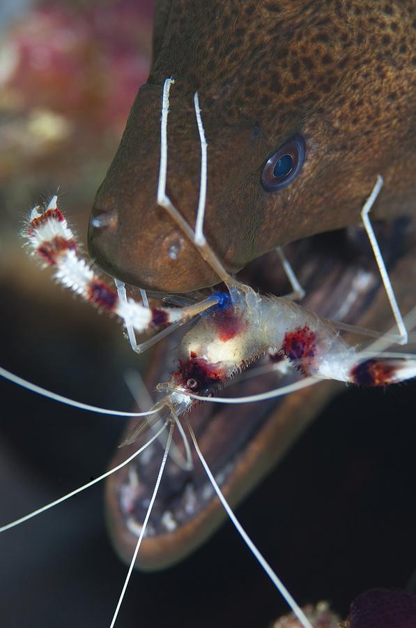 Boxer shrimp cleaning in mouth of eel Photograph by Science Photo