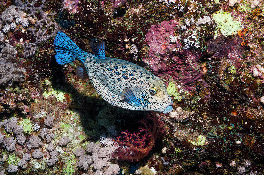 Boxfish Photograph by Georgette Douwma
