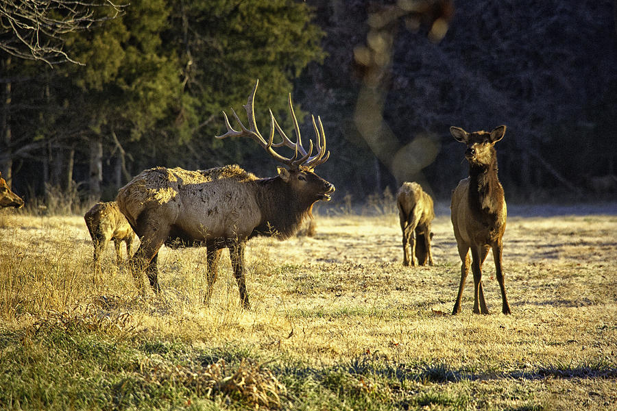 Boxley Stud and Cow Elk Photograph by Michael Dougherty
