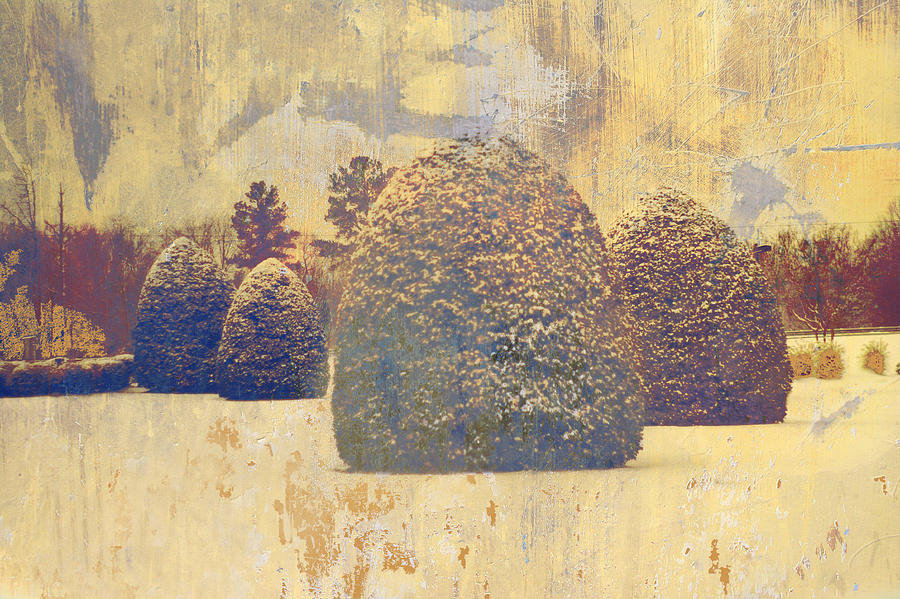 Winter Photograph - Boxwoods In Gold by Suzanne Powers