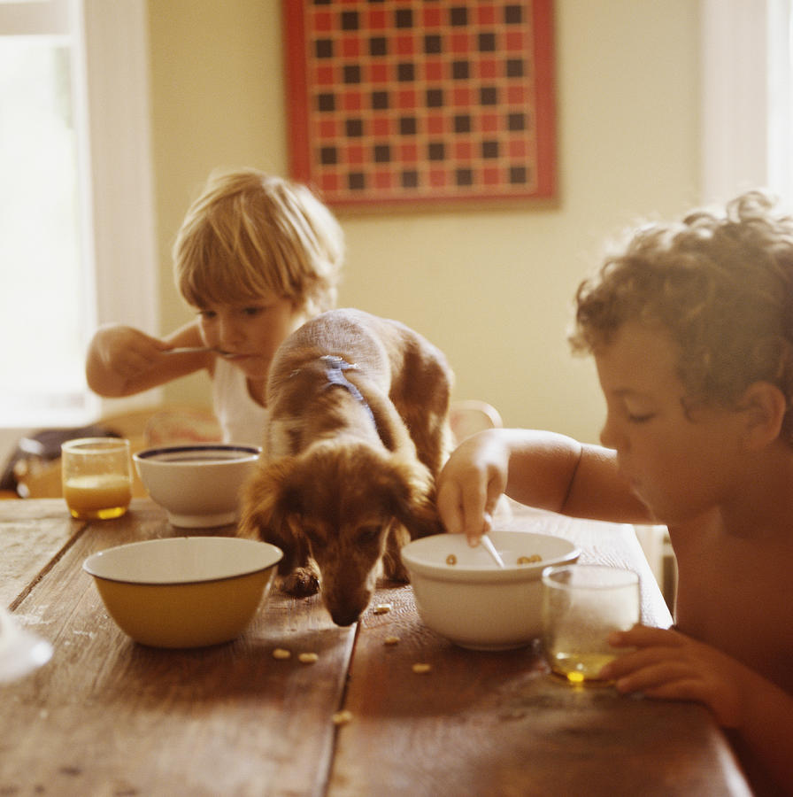 Boy and girl (2-6) eating breakfast with puppy eating scraps on table Photograph by Camille Tokerud