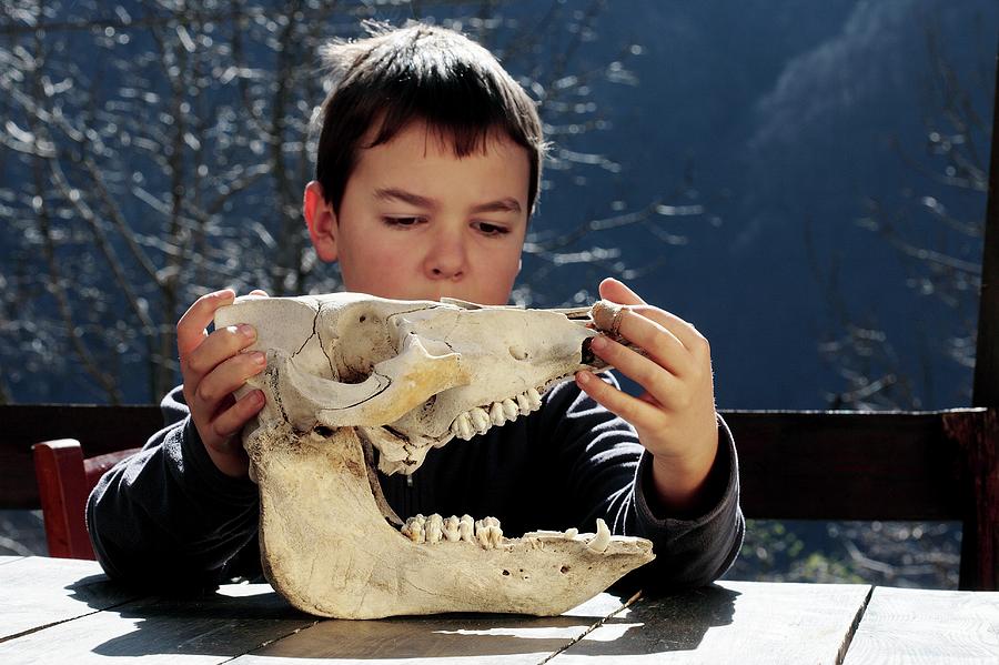 Boy Examining A Cows Skull Photograph by Mauro Fermariello/science Photo Library
