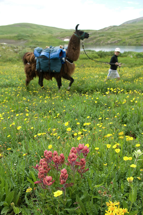 Flower Photograph - Boy Hiking With Llamas, Highland Mary by Kennan Harvey