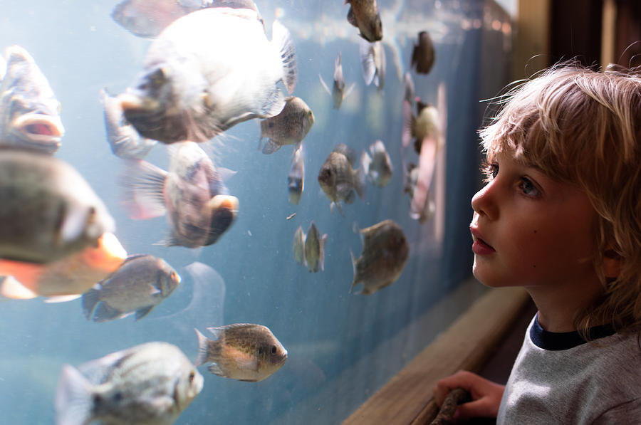 Boy looking at fish Photograph by __cpk__photography__