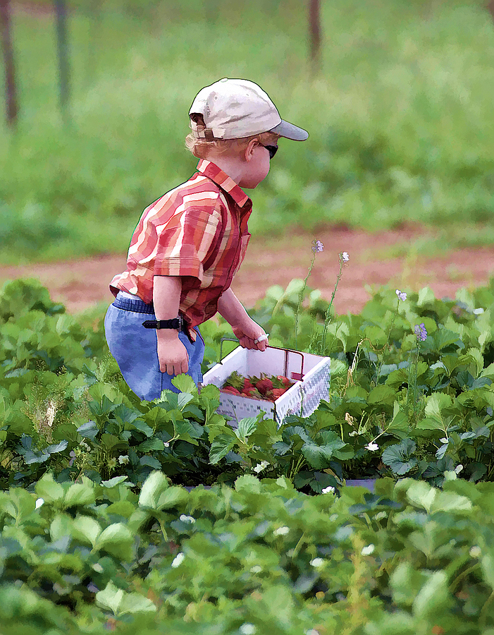 Boy Picking Strawberries - Oil Painting Photograph by Linda Phelps