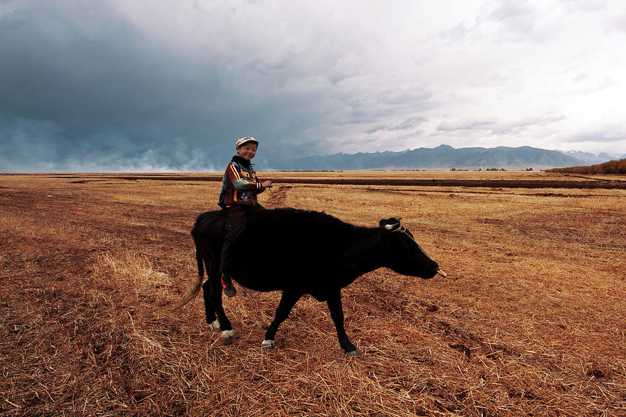 Boy Sitting Cow In Field Photograph by Touch The Word By Heart.