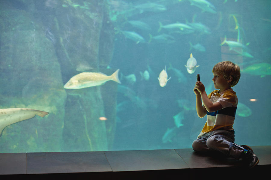 Boy taking pictures of fish in aquarium Photograph by Hybrid Images