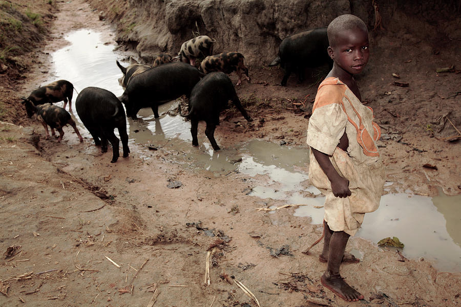 Boy With Pigs At A Refugee Camp Photograph by Mauro Fermariello/science Photo Library