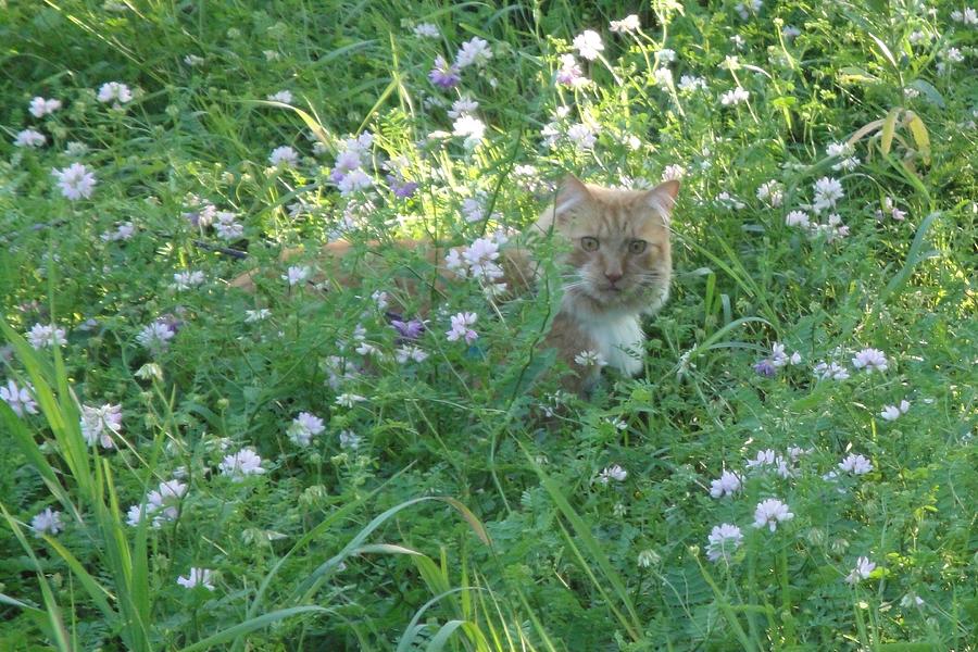 BoyCat in Crown Vetch Photograph by Kris Horton - Fine Art America