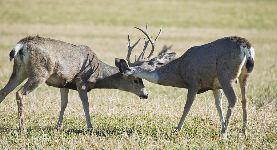 Deer Photograph - Boys Being Boys by Dianne Phelps