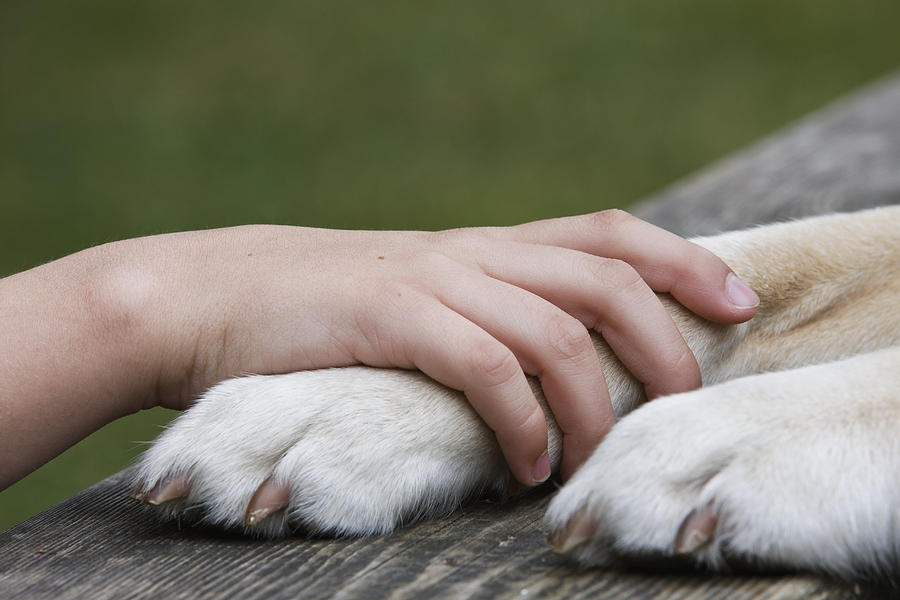 Boys hand resting on his dogs paw Photograph by Compassionate Eye Foundation/Jetta Productions