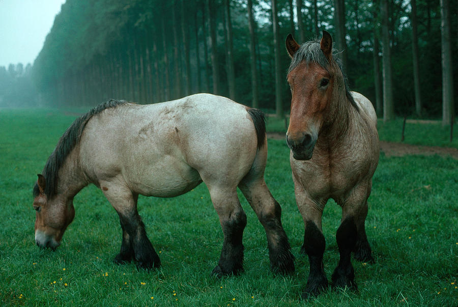 Brabancon Horses Photograph by Elisabeth Weiland