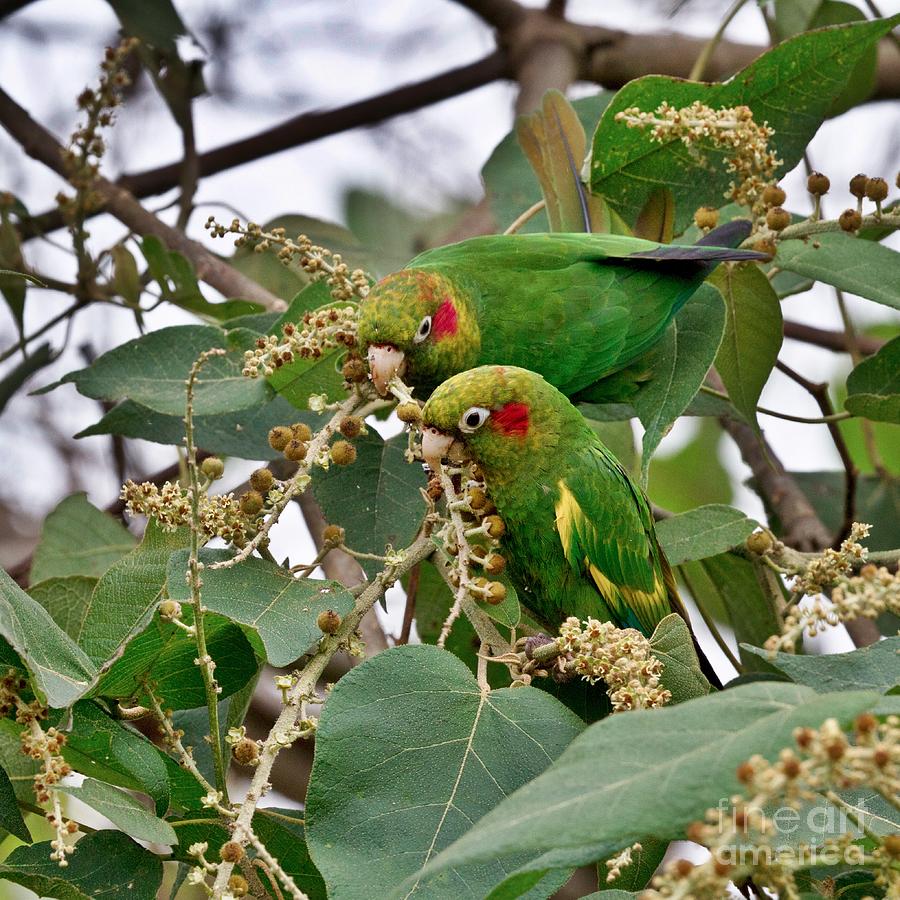 Brace of Chiriqui Conures Photograph by Heiko Koehrer-Wagner