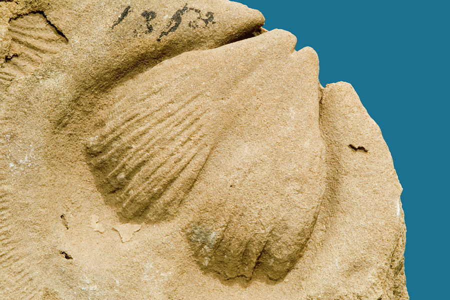 Brachiopod Fossil Photograph by Science Stock Photography/science Photo Library