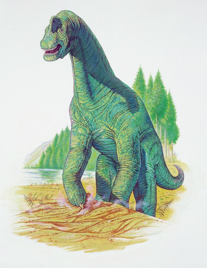 Nature Photograph - Brachiosaurus by Deagostini/uig/science Photo Library