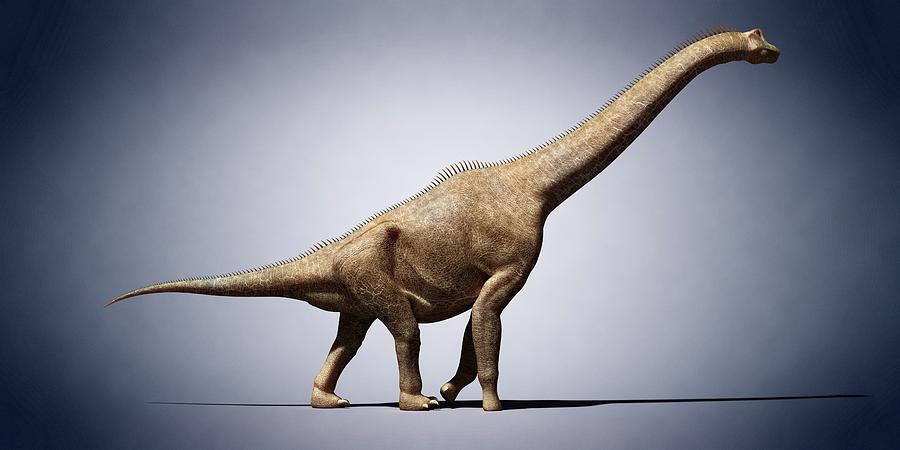 Brachiosaurus Photograph by Sciepro