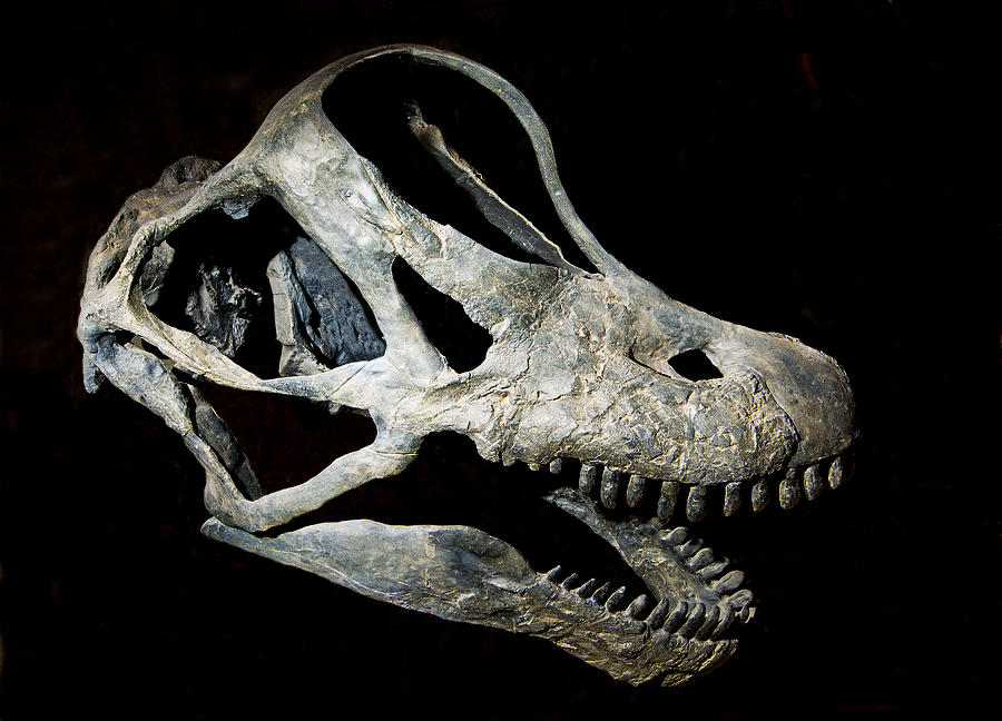 Top 74+ imagen skull fossil - Abzlocal.mx