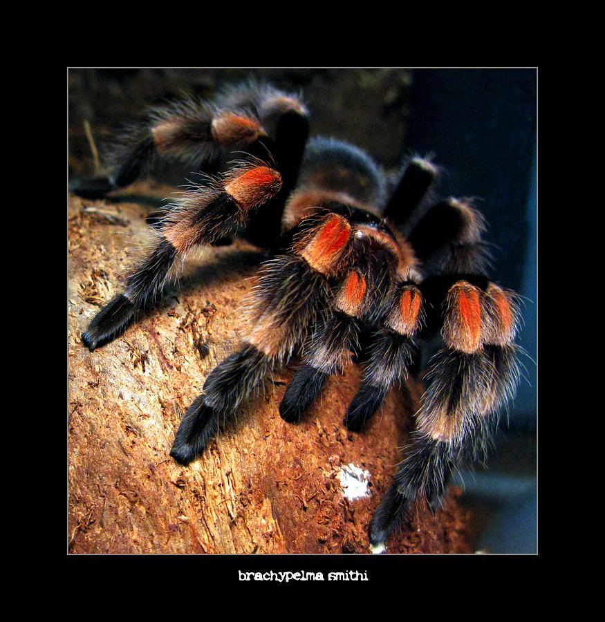 Brachypelma Smithi - Redknee Tarantula Photograph by Daliana Pacuraru
