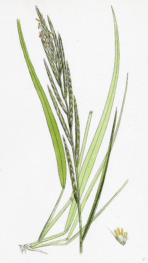 False Brome