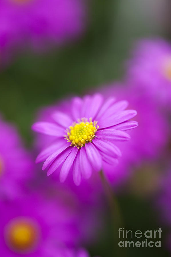 Flower Photograph - Swan River Daisy by Tim Gainey