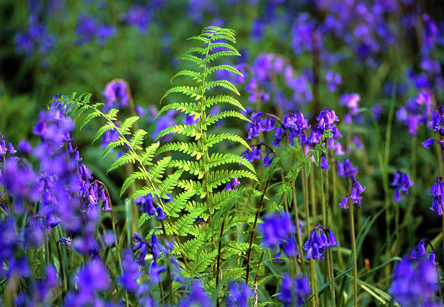 Image of Bluebells and Ferns