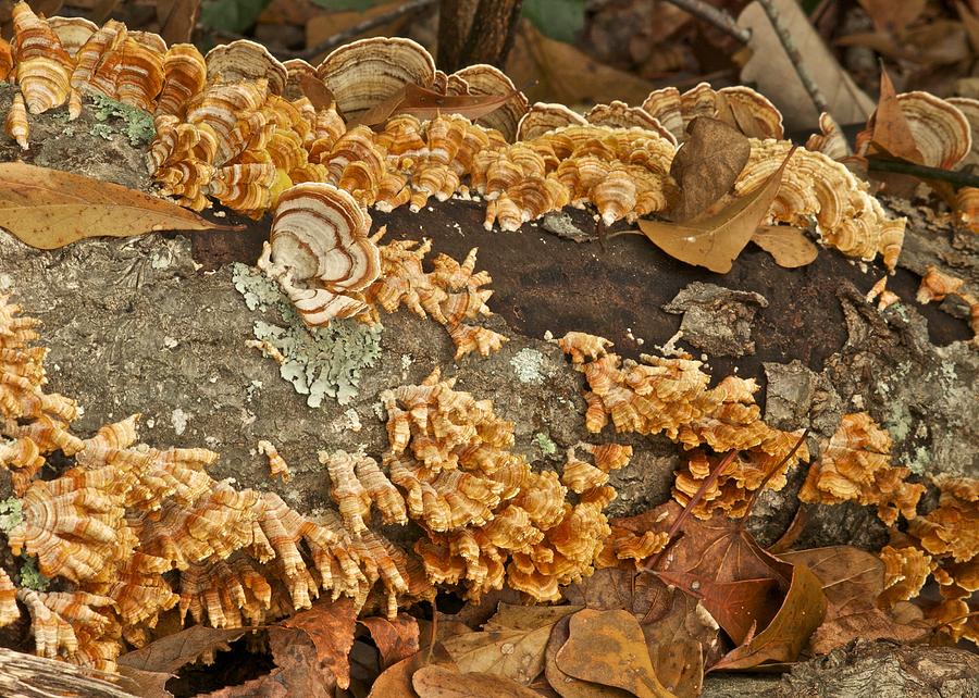 Bracket Fungi 0847 Photograph by Michael Peychich