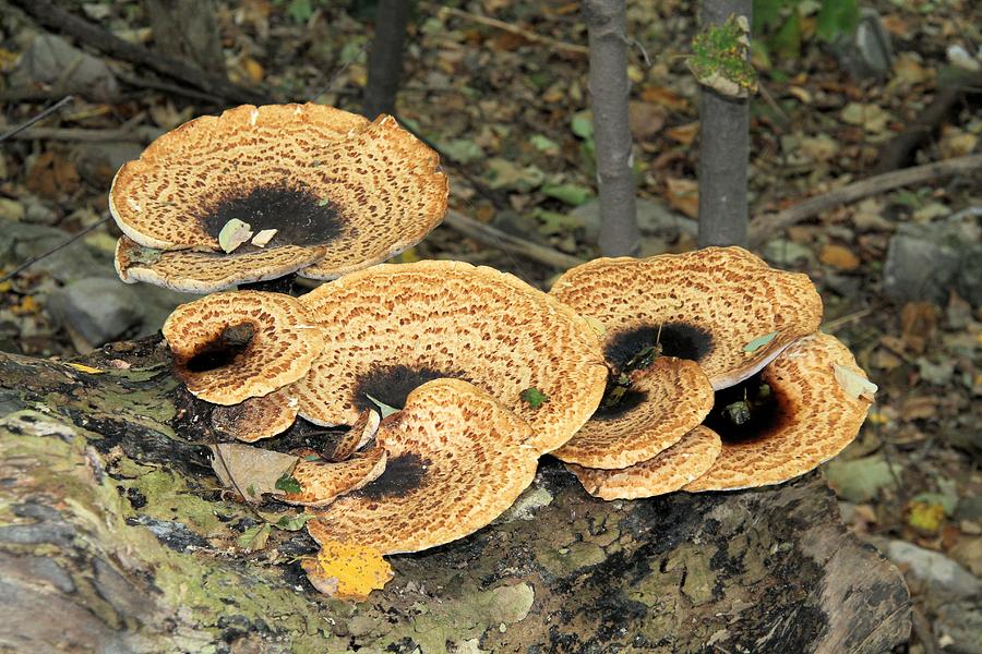 Bracket Fungi Photograph by Doris Potter