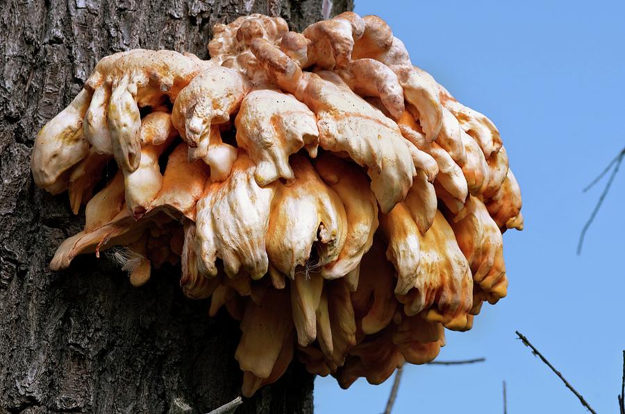 Bracket Fungi On A Tree Trunk Photograph by Dr. John Brackenbury/science Photo Library