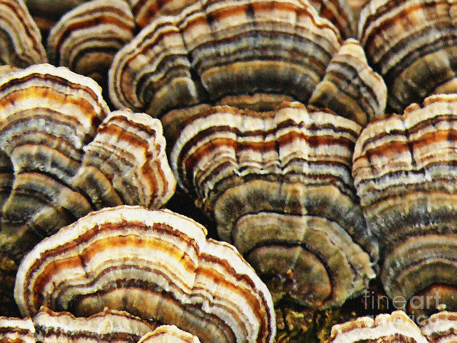 Bracket Fungus 1 Photograph by Chris Sotiriadis