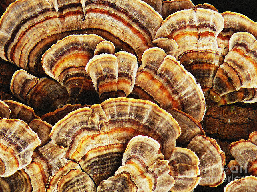 Bracket Fungus 2 Photograph by Chris Sotiriadis