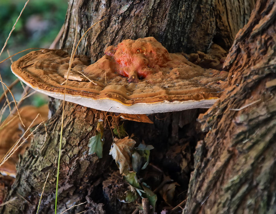 Mushroom Photograph - Bracket Fungus by Flees Photos
