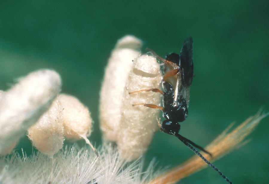 Braconid Wasp Photograph by Harry Rogers