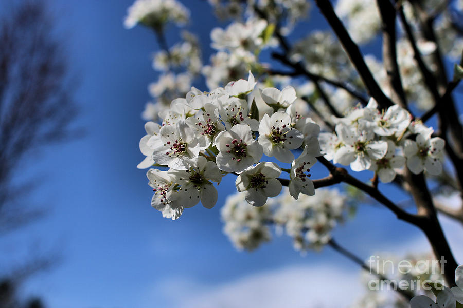 Bradford Pear Blossoms Photograph by Stan Reckard