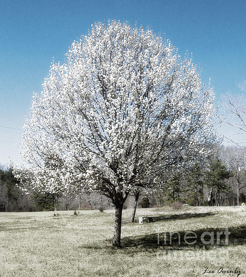 Bradford Pear Photograph by Lee Owenby