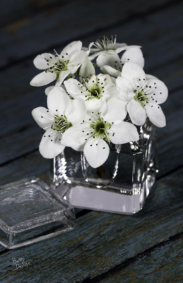 Flower Photograph - Bradford Pear Posey in Inkwell by Betty Denise