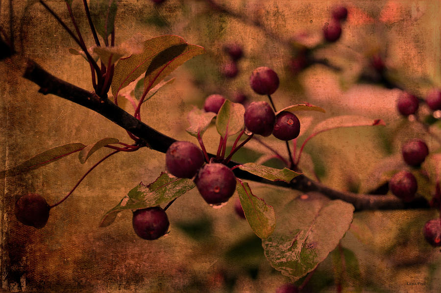 Bradford Pear Tree Seed Pods Photograph by Lesa Fine