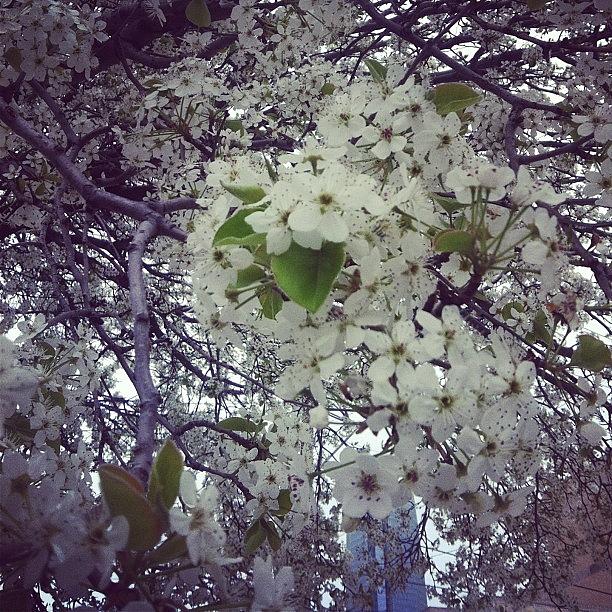 Bradford Pear Trees Are Pretty But Man Photograph by Alley Hunter