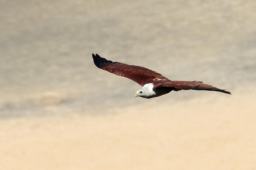 Brahiminy kite or red-backed sea-eagle Photograph by Paul Cowan