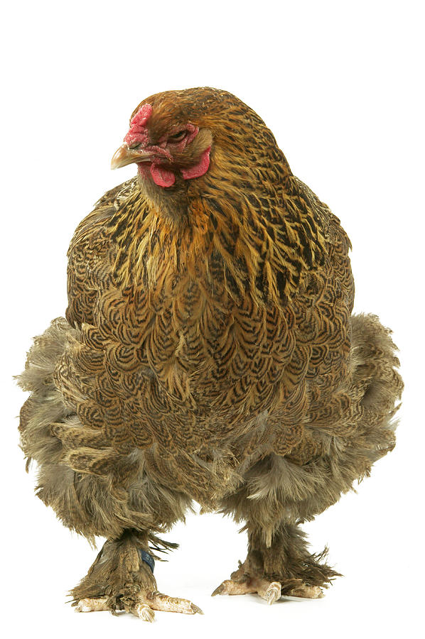Brahma Chicken Photograph by Jean-Michel Labat
