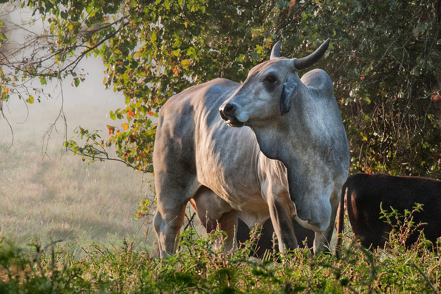 Cow Photograph - Brahma by Clayton Brandenburg