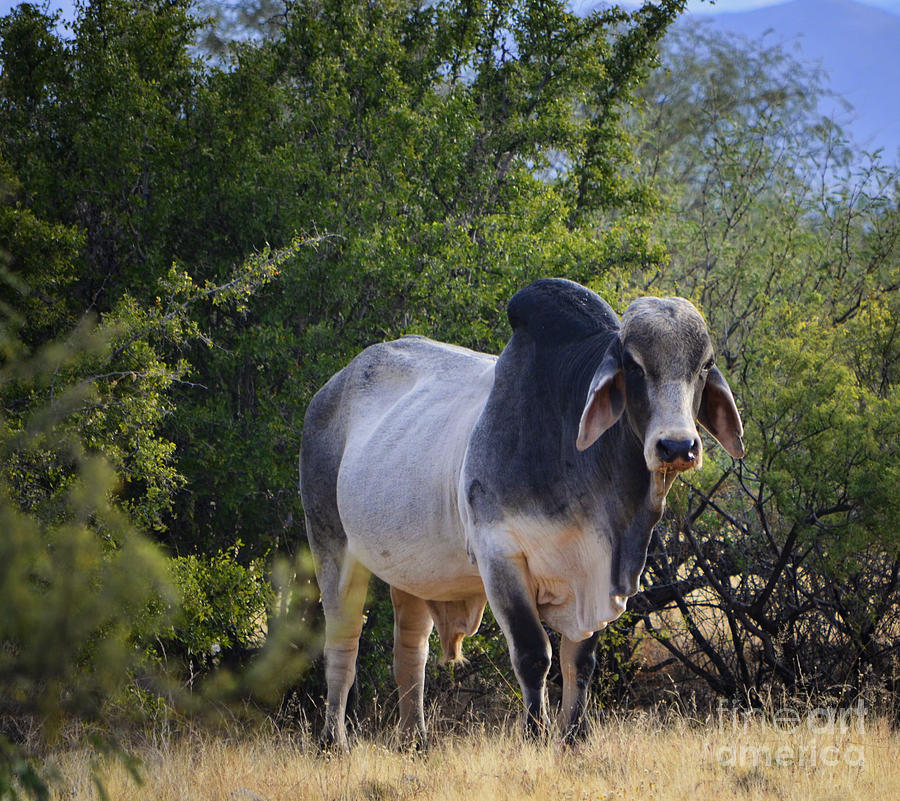Brahma Cow Photograph by Donna Greene