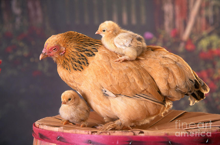 Brahma Hen And Chicks Photograph by Alan and Sandy Carey