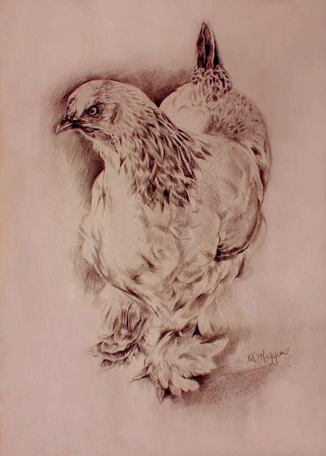 Brahma Hen Drawing by Derrick Higgins