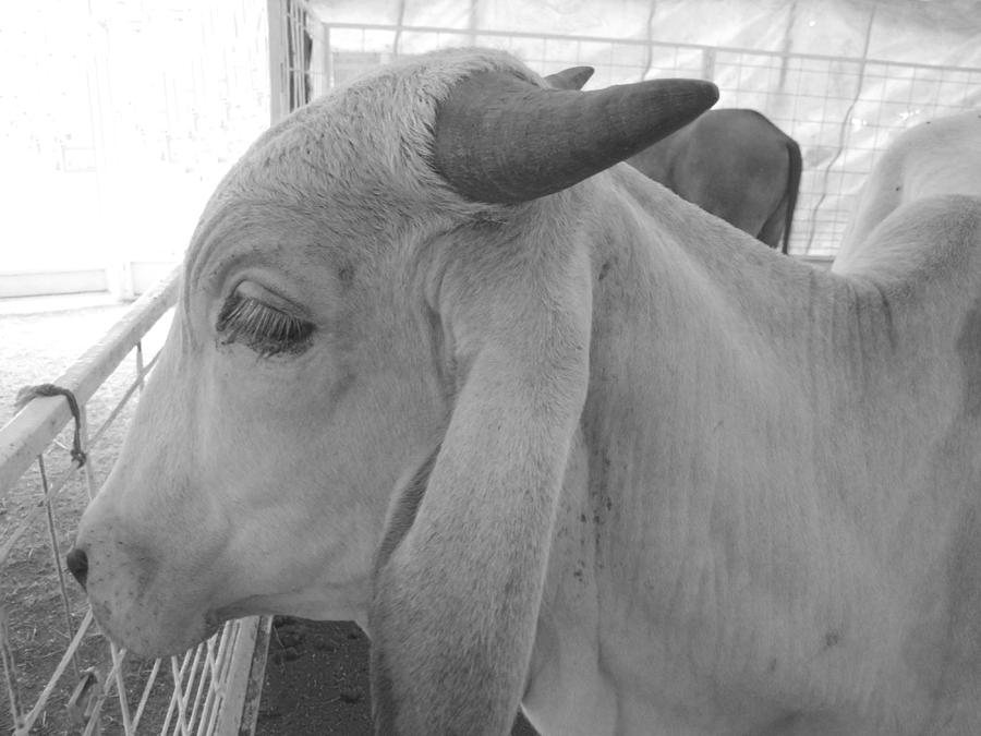 Brahma in Black and White Photograph by Ann Powell