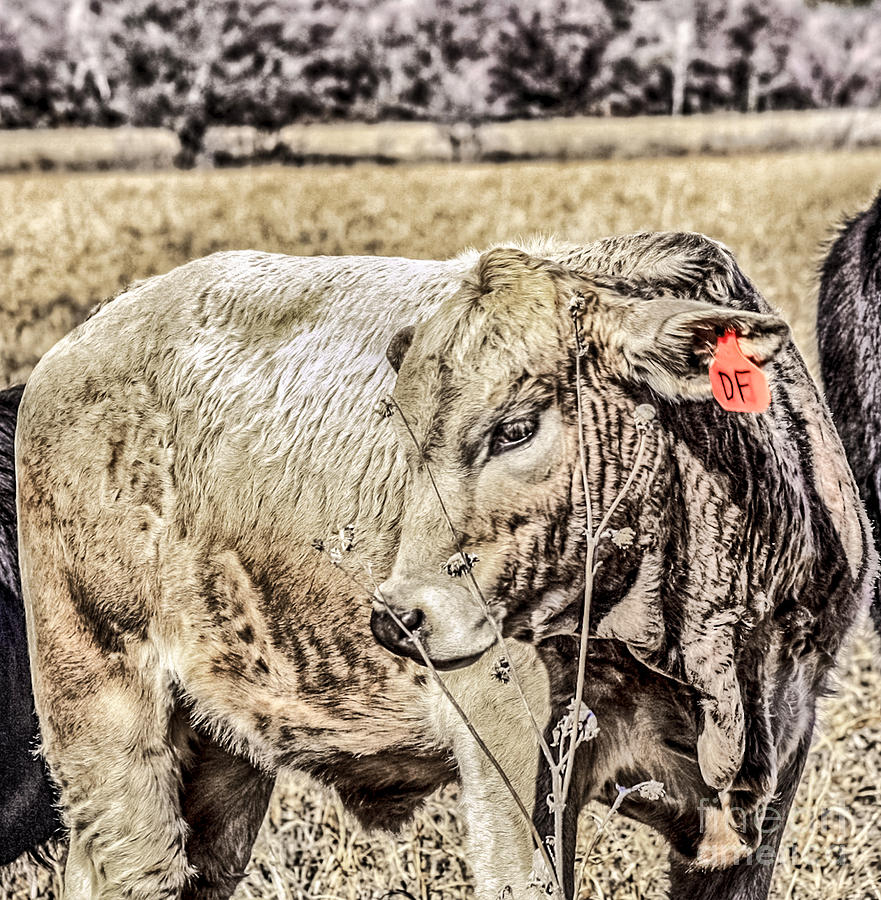 Brahman Bull in Neutral Photograph by Toma Caul