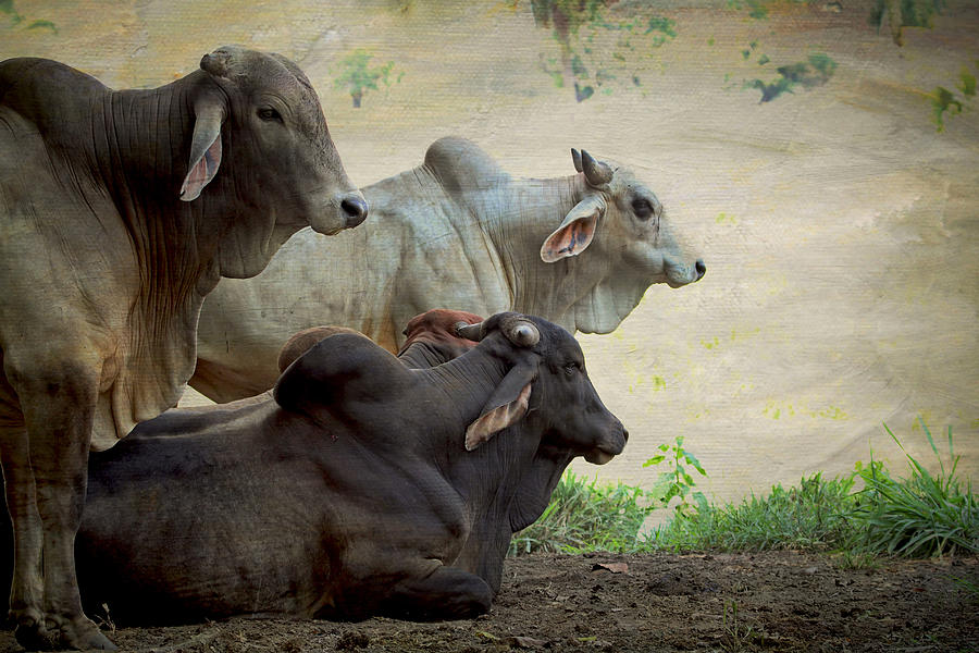 Brahman Cattle Photograph by Peggy Collins