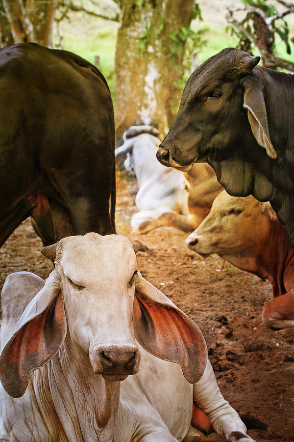 Brahman Cattle Vertical Photograph by Peggy Collins