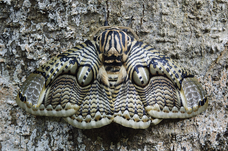 Brahmin Moth Camouflaged Philippines Photograph by Chien Lee
